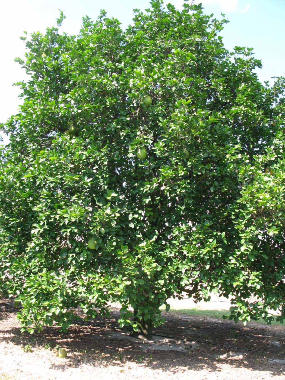              Habit (Sha Tian You, Winter Haven, FL)   